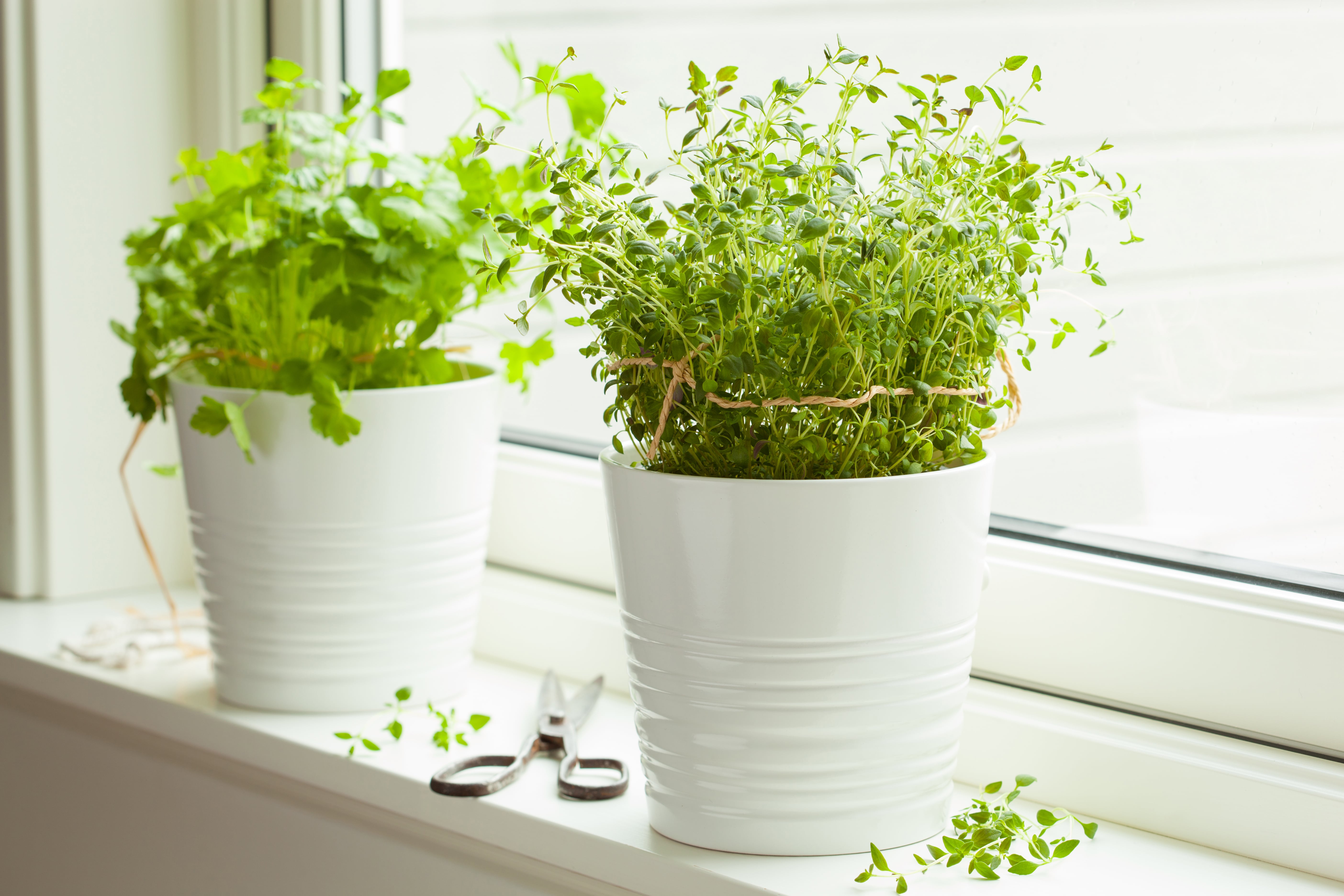 fresh-thyme-and-cilantro-herbs-in-white-pot-on-win-P9LLHFX-min